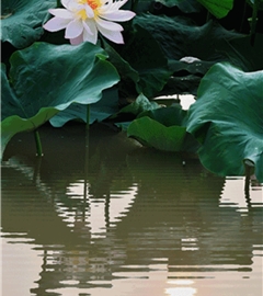 帮父亲抗癌