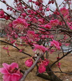 细儿