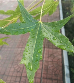 愿母健康长寿