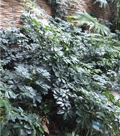 战胜病痛