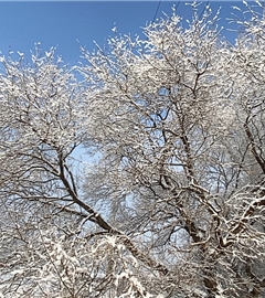 雪❄️