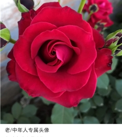 身体健康，万事如意