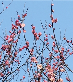 江影